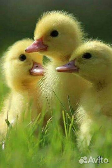 Утята Голубой Фаворит, Агидель