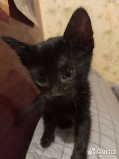 Кошка в дар бесплатно