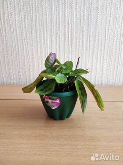 Комнатные растения маранта триколор