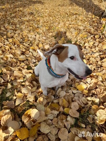 Выгул собак