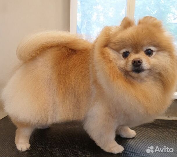 Грумер в салоне стрижка собак