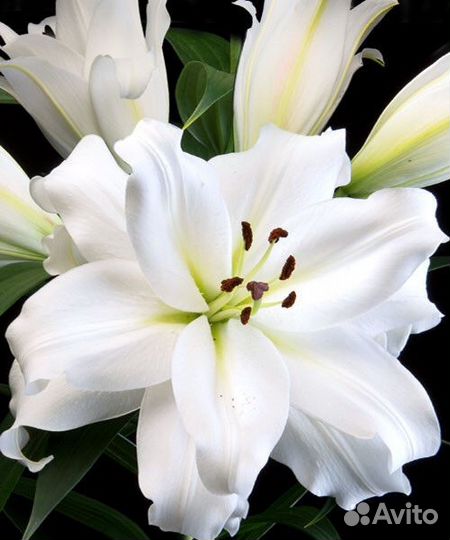Лилии сортовые и другое