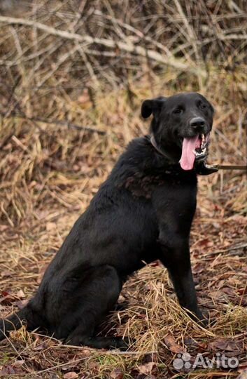 Собака в добрые руки