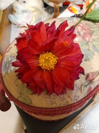 Многолетники, георгины