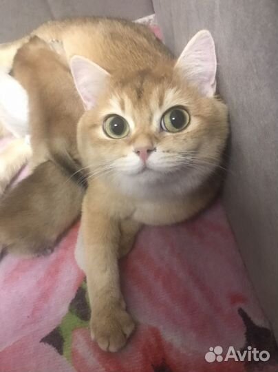 Кошка Британские шиншилы