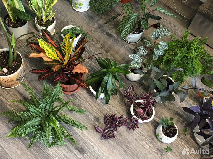 Домашние цветы, много на выбор, смотрите в профиле