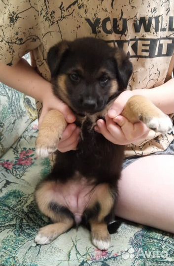 Щеночки в добрые руки