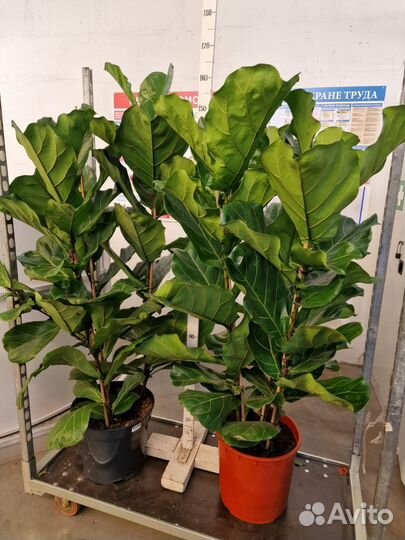 Фикус Лирата/Лировидный 3 ствола