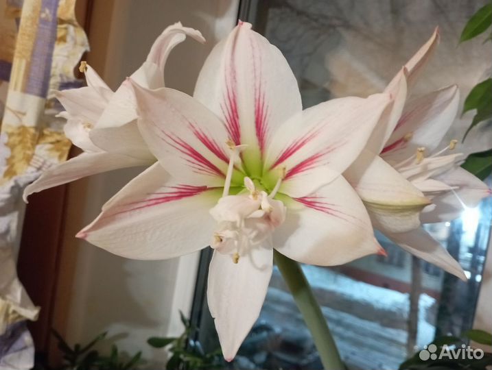 Гиппеаструм, детки