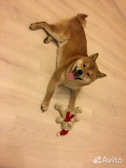 Вязка