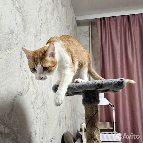 Кот белый рыжий