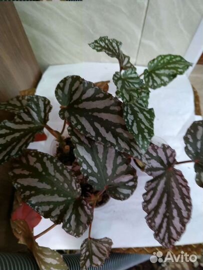 Кейн бегонии