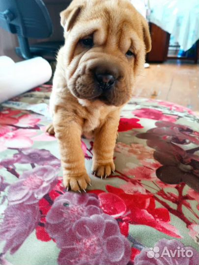 Щенки шарпея