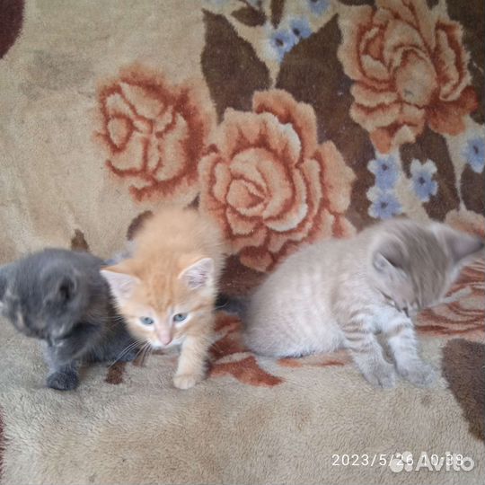 Котята в хорошие руки