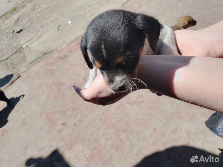 Отдам бесплатно