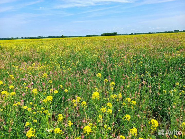Мед/Мёд Разнотравье Алтайский 2023