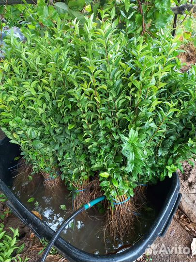 Саженцы бирючины