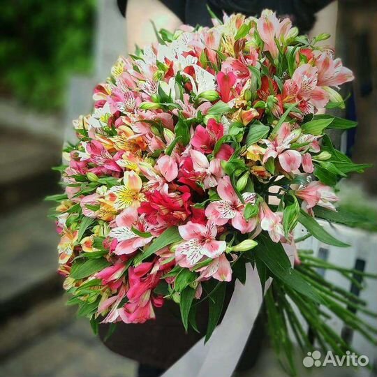 Альстромерия оптом