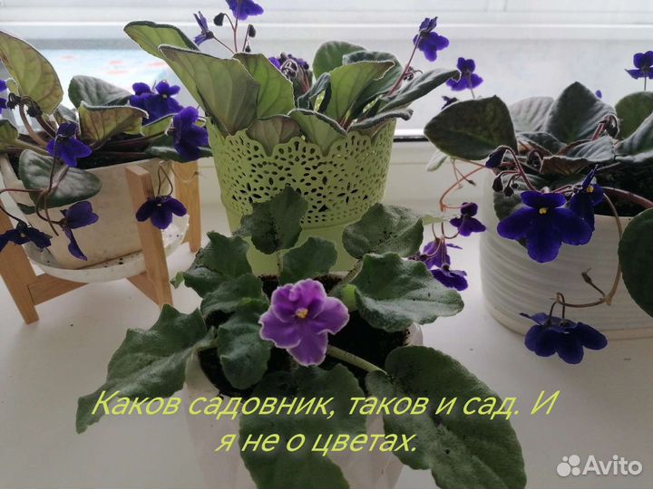 Фиалка фиолетовые цветы без горшка