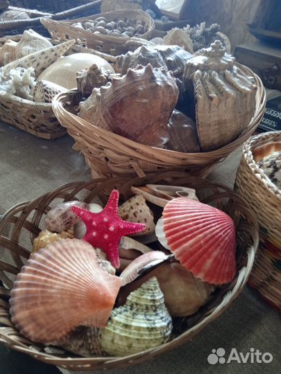 Морские ракушки