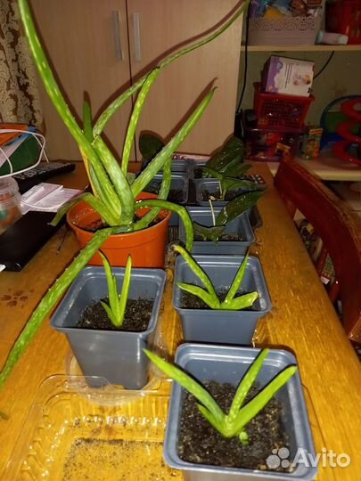 Алоэ вера и хлорофитум