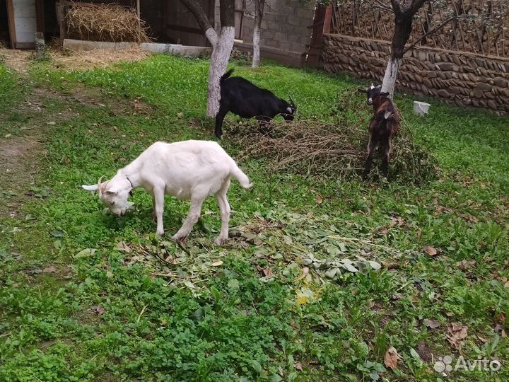 Козлята 6 месяцев