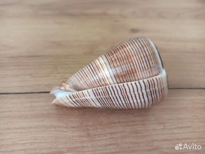 Морская раковина