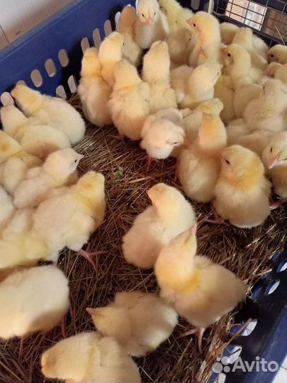Цыплята бройлеры кобб 500 и индюшата Биг 6