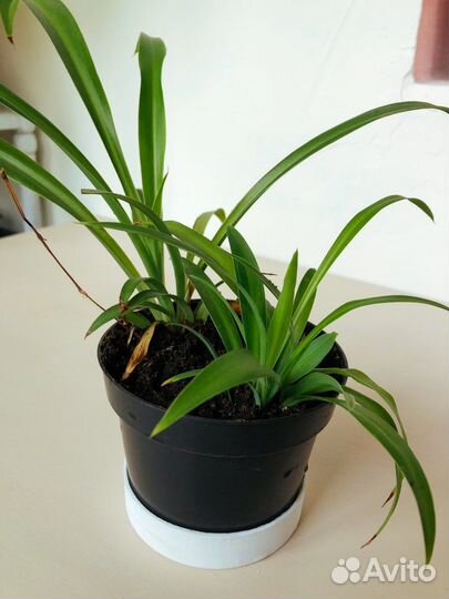 Хлорофитум