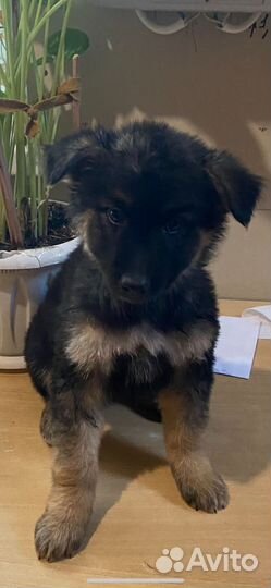 Отдам в добрые руки