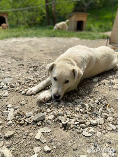 Собака кабель умный 2 года