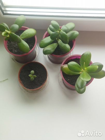 Толстянка (денежное дерево)