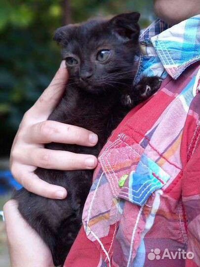 Котенок в дар