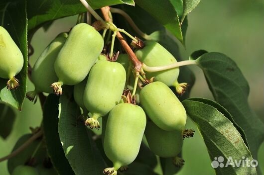 Актинидия (от 5 шт)