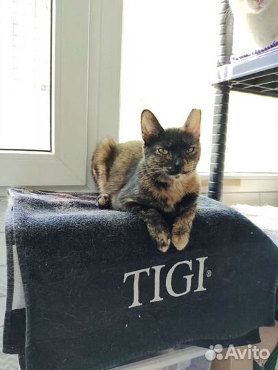 Кошечка в добрые ручки