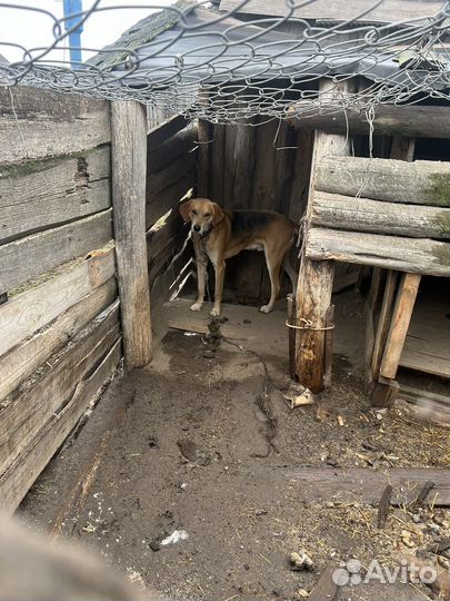 Русская гончая