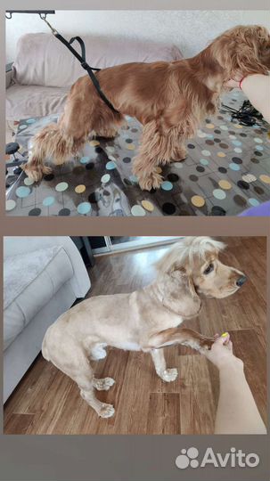 Груминг, услуги грумера, стрижка собак и кошек