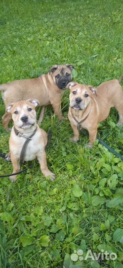 Щенок майоркского мастифа(Ка-деБо)