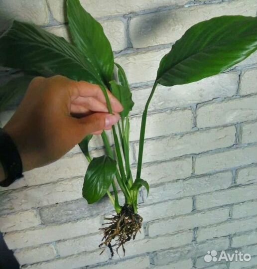 Спатифиллум