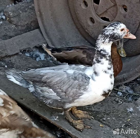 Мускусные утки