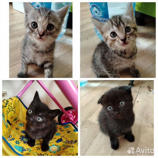 Котята в добрые руки