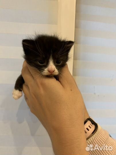 Котята в добрые руки бесплатно