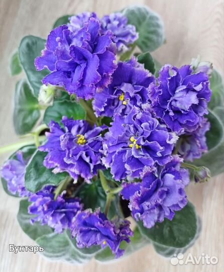 Фиалка(укорененные листики)