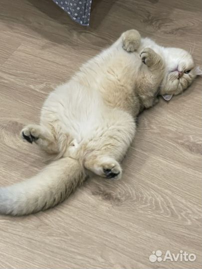 Вязка кошек, Британская золотая шиншилла