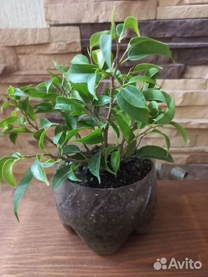 Фикус бенджамина /сортовые