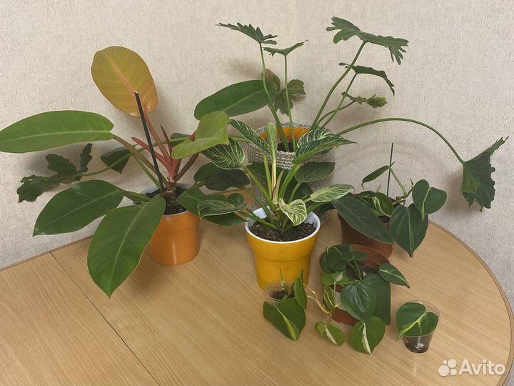 Филодендроны