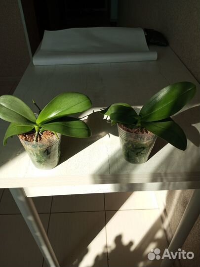 Продам фаленопсис Лав Поушен