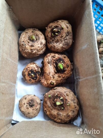 Луковицы Каллы