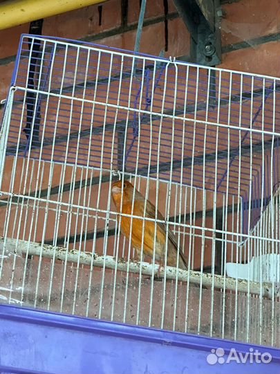 Кенара и канарейки