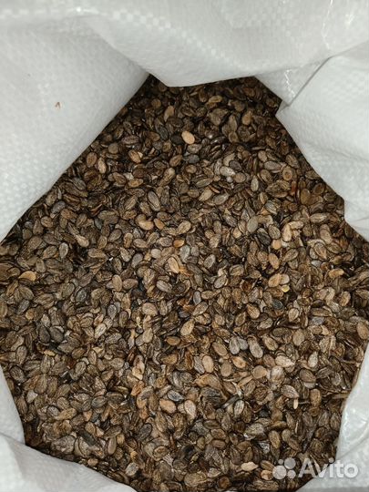 Семена арбуза